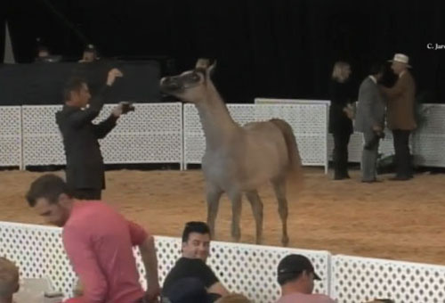 Al Adeed Al Shaqab ( Ansata Halim Shah x Sundar Alisayyah )